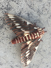 Citheronia splendens