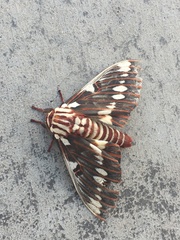 Citheronia splendens