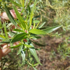 Baccharis dracunculifolia