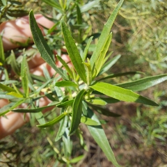 Baccharis dracunculifolia