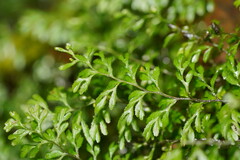 Hymenophyllum cupressiforme