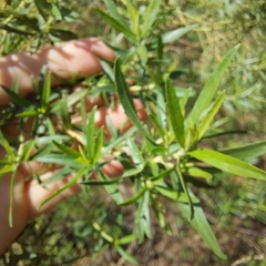 Baccharis dracunculifolia