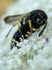 Ancistrocerus adiabatus