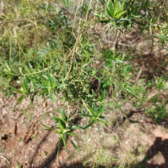 Baccharis dracunculifolia
