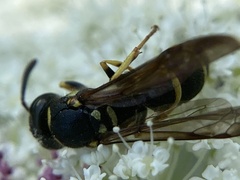 Ancistrocerus adiabatus