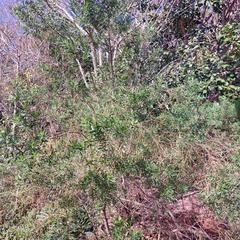 Baccharis dracunculifolia