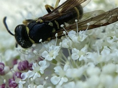 Ancistrocerus adiabatus