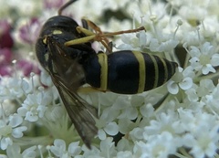 Ancistrocerus adiabatus