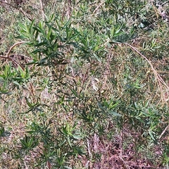 Baccharis dracunculifolia
