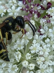 Ancistrocerus adiabatus