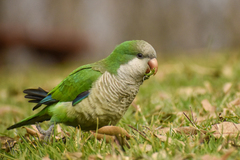 Myiopsitta monachus monachus