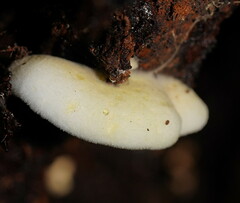Pseudomerulius curtisii