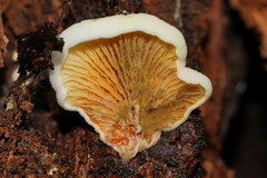 Pseudomerulius curtisii
