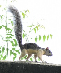Sciurus variegatoides helveolus