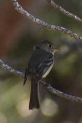 Empidonax difficilis insulicola