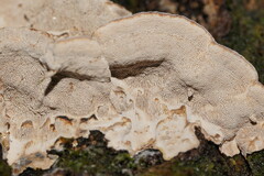 Datronia brunneoleuca