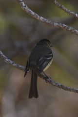 Empidonax difficilis insulicola