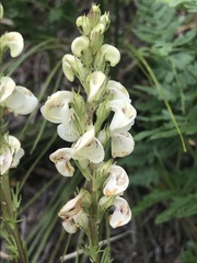 Pedicularis contorta
