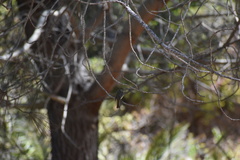 Empidonax difficilis insulicola