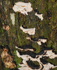 Datronia brunneoleuca