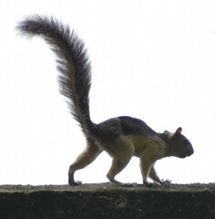 Sciurus variegatoides helveolus
