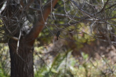 Empidonax difficilis insulicola