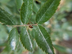 Strangalia luteicornis