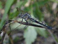 Orthetrum lineostigma