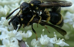 Symmorphus albomarginatus