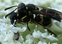 Symmorphus albomarginatus