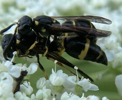 Symmorphus albomarginatus