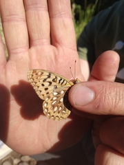 Speyeria egleis utahensis