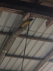 Cyanocorax yncas yncas