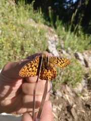 Speyeria egleis utahensis