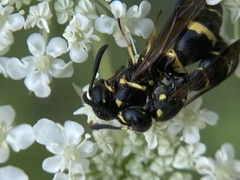 Symmorphus albomarginatus