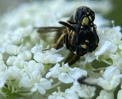 Symmorphus albomarginatus