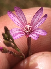 Epilobium brachycarpum