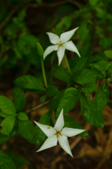 Rosenbergiodendron densiflorum