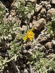 Ericameria suffruticosa