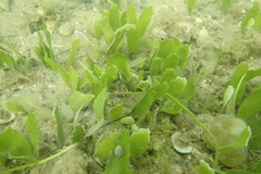 Caulerpa prolifera