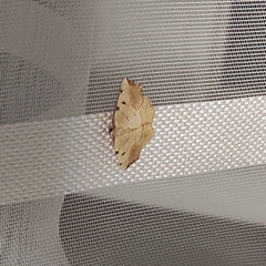 Eilicrinia trinotata