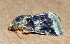 Schinia lynx