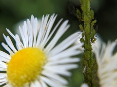 Uroleucon erigeronense