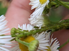Uroleucon erigeronense