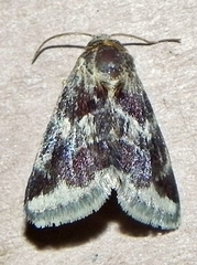 Schinia lynx