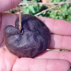 Enterolobium contortisiliquum