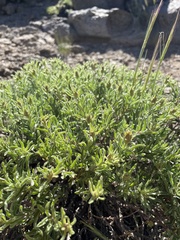 Ericameria suffruticosa