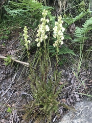 Pedicularis contorta