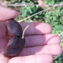 Enterolobium contortisiliquum