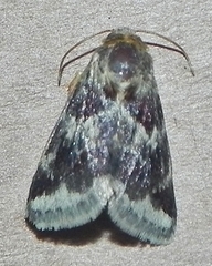 Schinia lynx